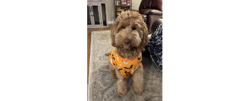 A dog wearing an orange costume, standing on a tile floor.