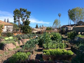 Alt text: Lush garden with various plants and trees, titled 'Forge Garden'. image link to story