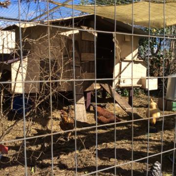 Several chickens inside a wire-fenced outdoor coop.