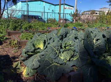 Alt text: Kale plants growing in a garden with a blue building in the background. image link to story