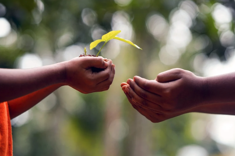 Two hands passing a small plant with a leaf to each other.