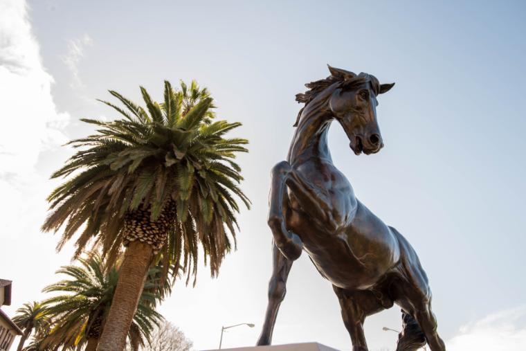 Bronco Statue and Palm Tree 
