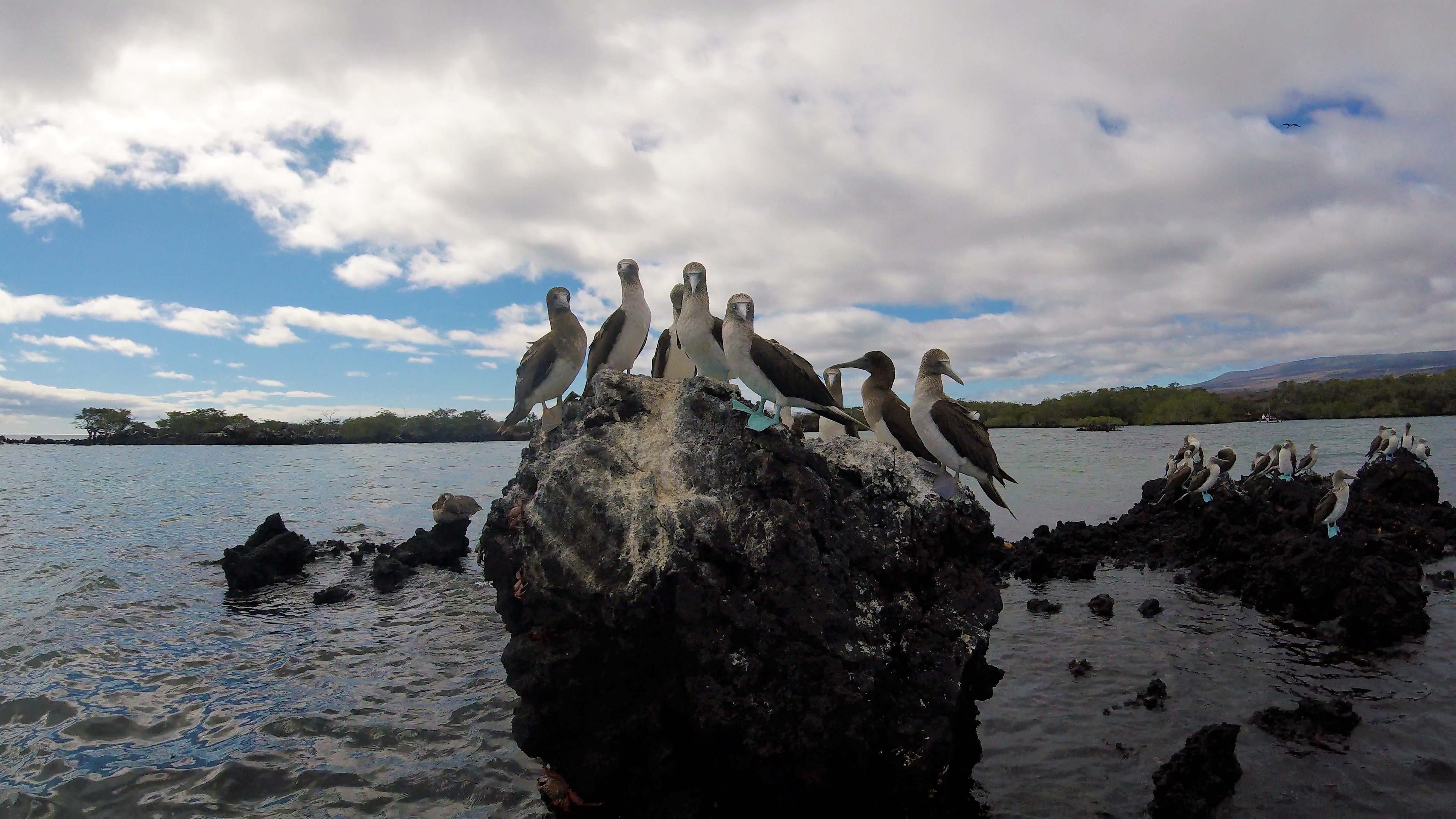 A group of birds standing on a rock formation near the water.