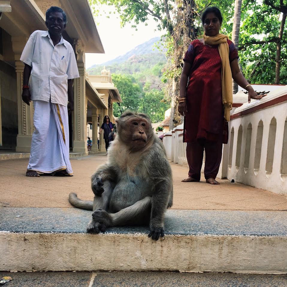 A monkey sits on the ground; two people in the background.