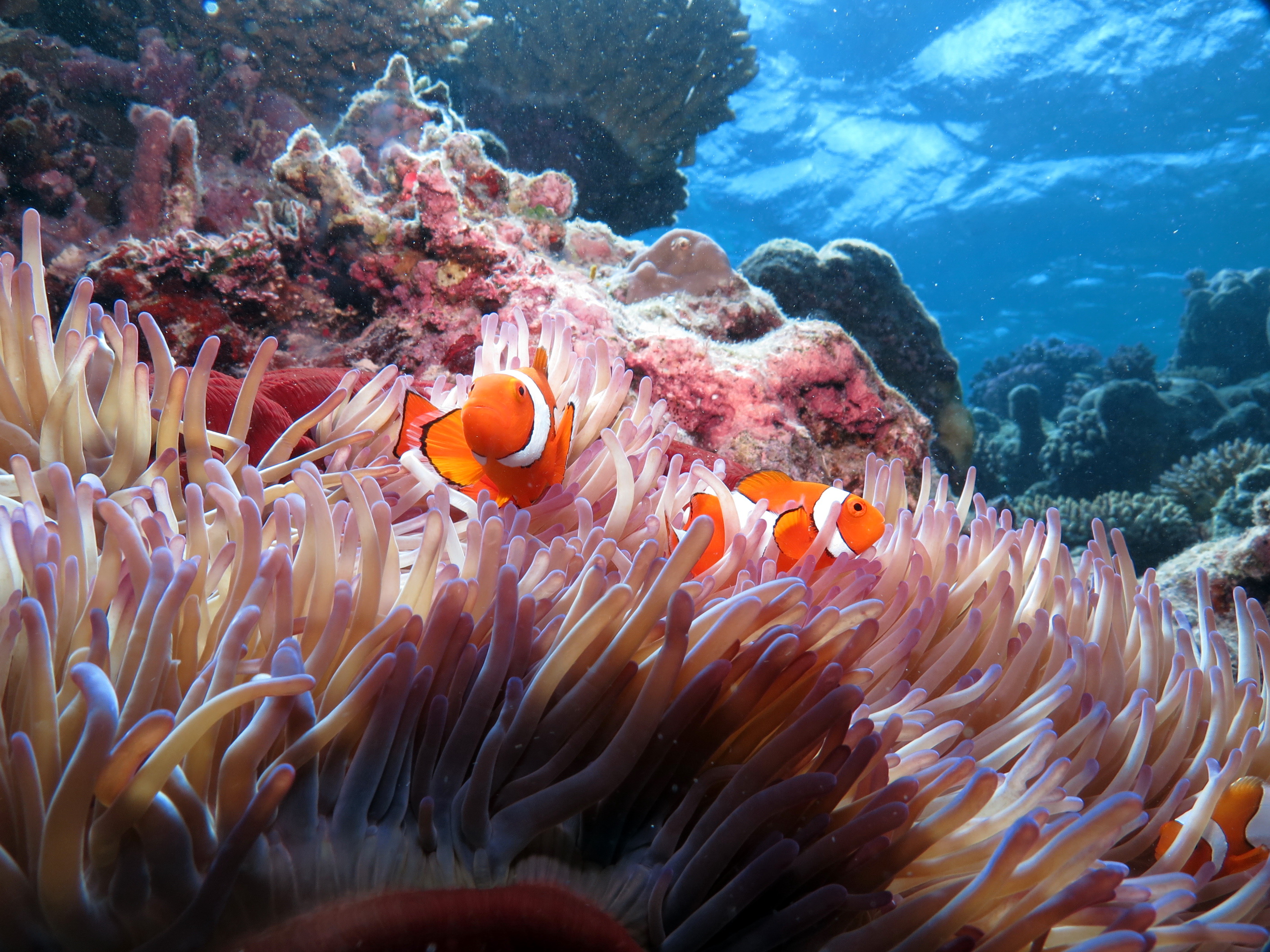 Clownfish swimming among sea anemones in a coral reef.
