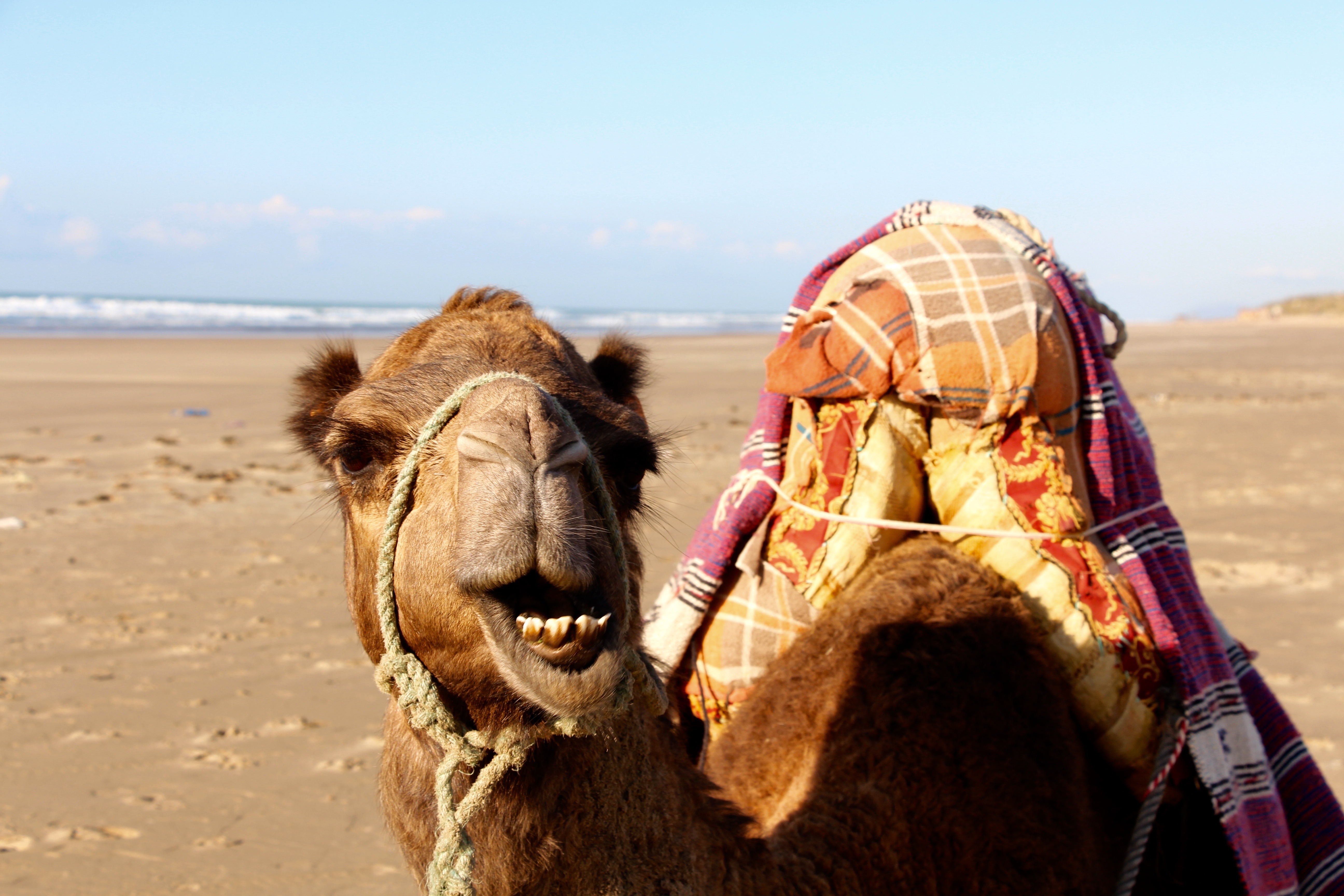 A woman poses with a camel in the desert.