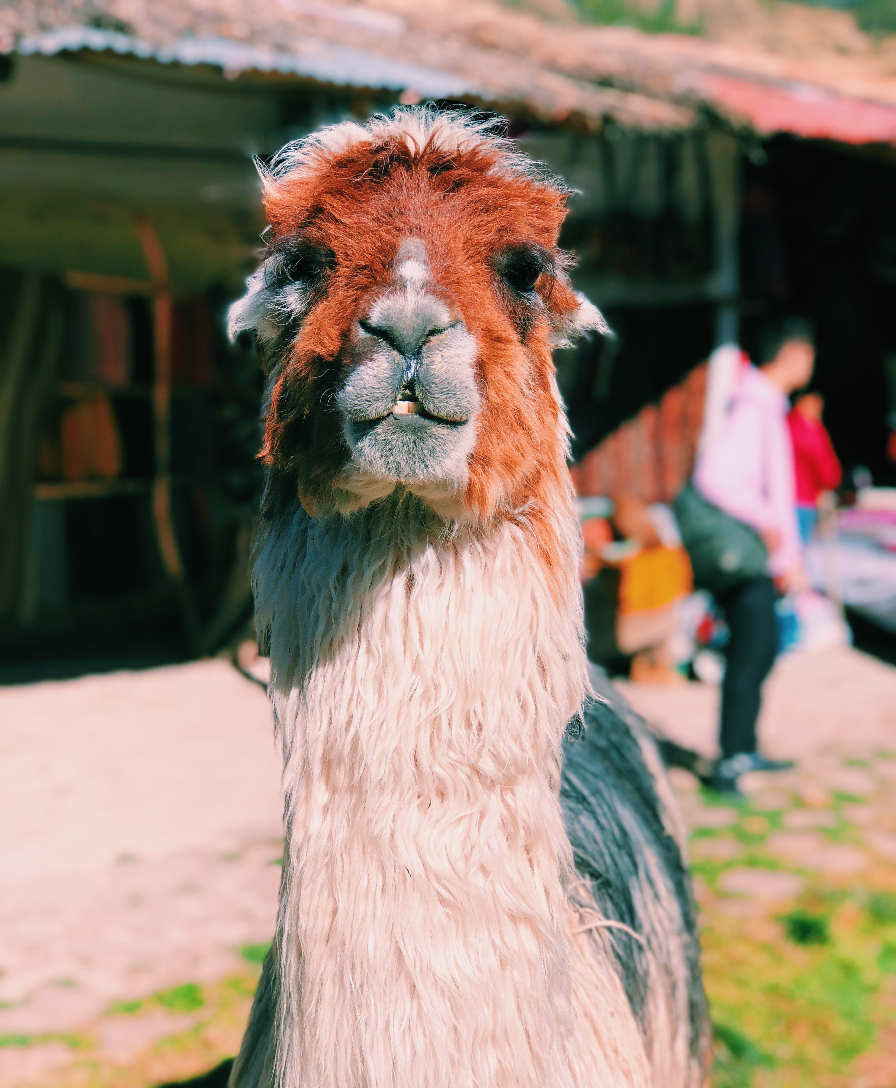 A llama staring directly at the camera with people in the background.