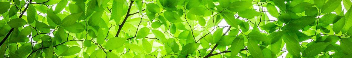 Leaves