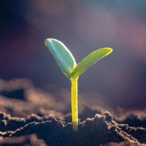 seedling bud 