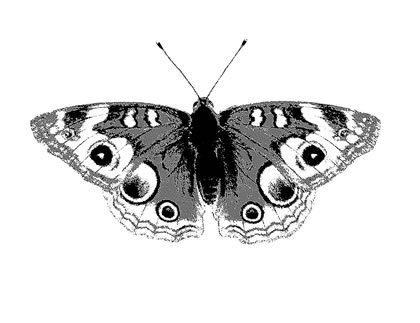 Buckeye Butterfly  © 2005 Edward Rooks, a nature artist who occasionally teaches art at Santa Clara University.