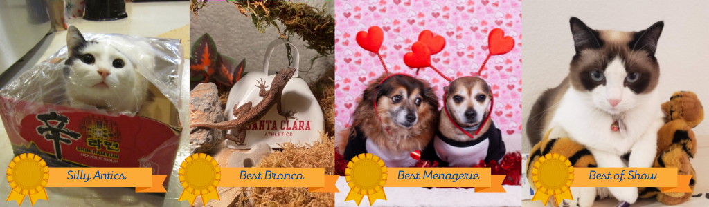 Four pets who won Staff Senate 2021 Pet Photo Contest