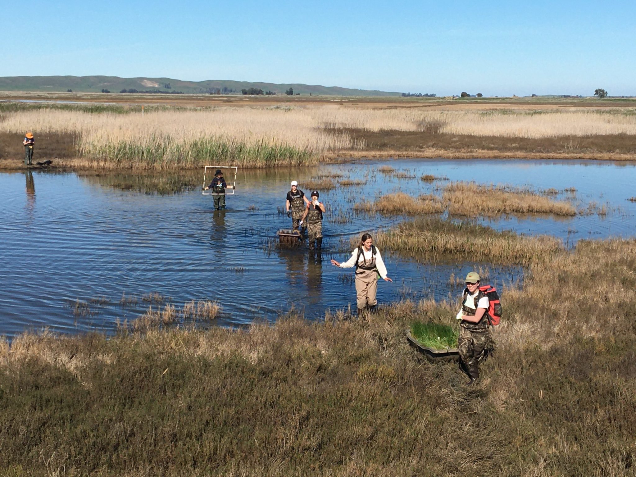 Suisun Marsh is home to a plethora of diverse flora and fauna.