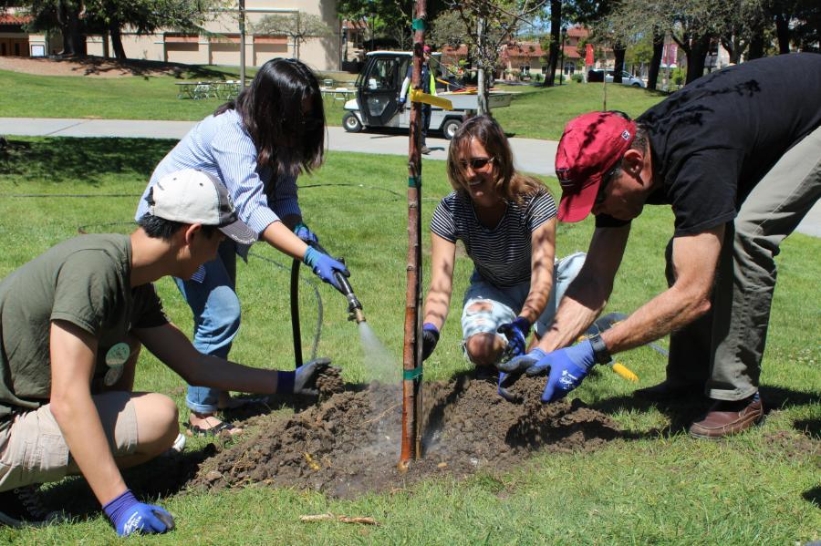 Four SCU students, faculty, and staff members watering and packing soil around a newly planted tree