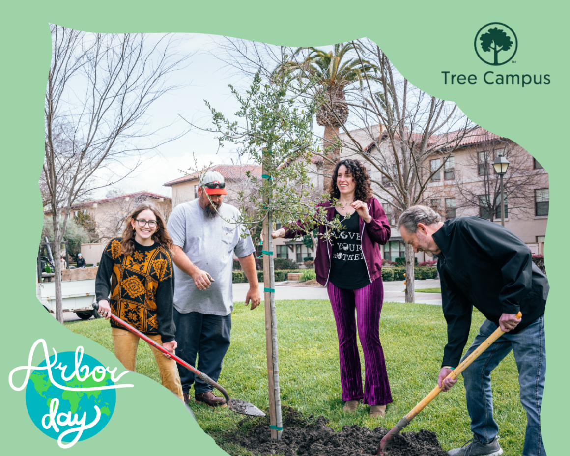 Students and landscapers planting a small tree on campus.
