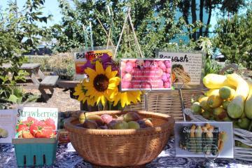 Forge Farm Stand with summer produce, including strawberries, squash, and plums. 