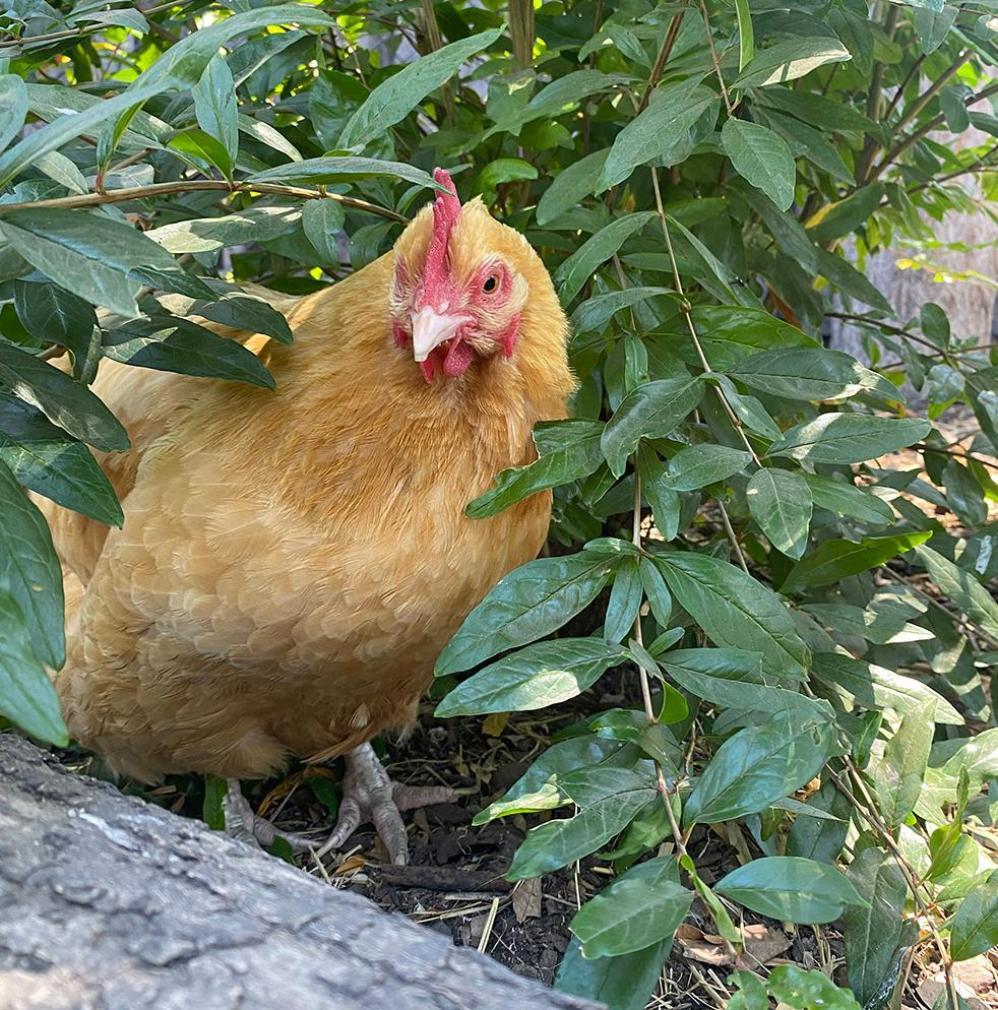 Chicken Jo, an orange-gold colored chicken, sitting among plants in a garden bed