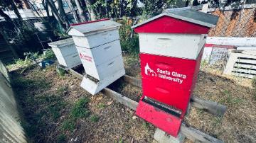 Red and white beehives with the SCU logo in the forge garden