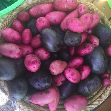Red and blue potatoes from The Forge Garden (2018)