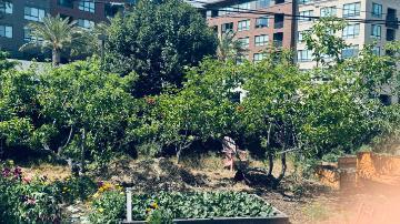 Trees in the forge garden orchard