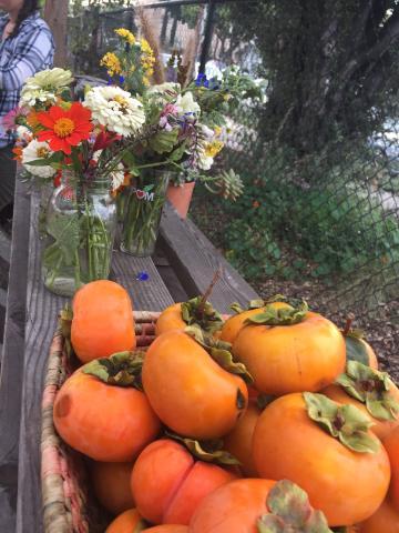 A basket of freshly harvested persimmons in the Forge Garden next to a bouquet of colorful flowers