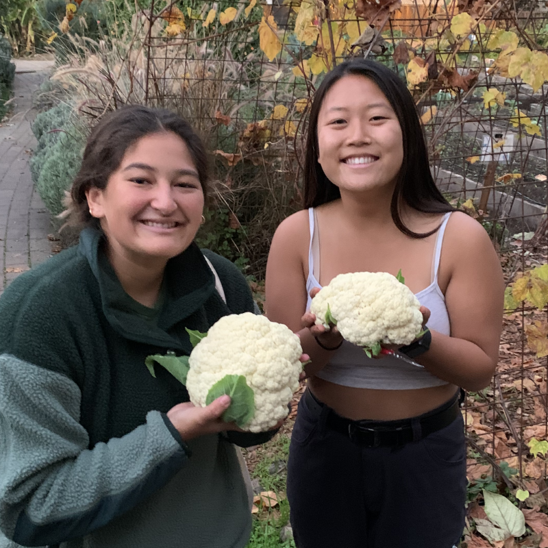 Forge Garden apprentices Madi Williams and Maddy Hwang smile in the garden holding large cauliflower heads