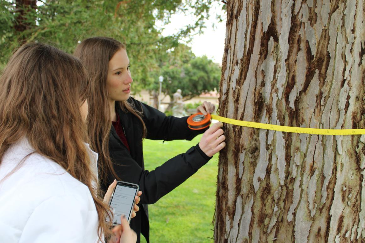 Measuring Trunk Circumference. Pictured: Hannah Trillo '23