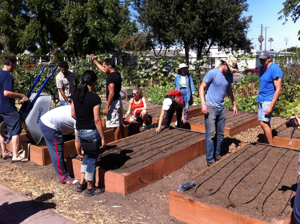 People working on raised garden beds with drip irrigation installation.
