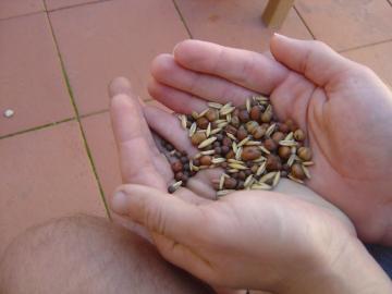 Alt text: Hands holding small seeds.