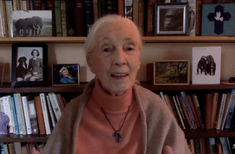 Dr. Jane Goodall speaks from her home office with a bookshelf in the background