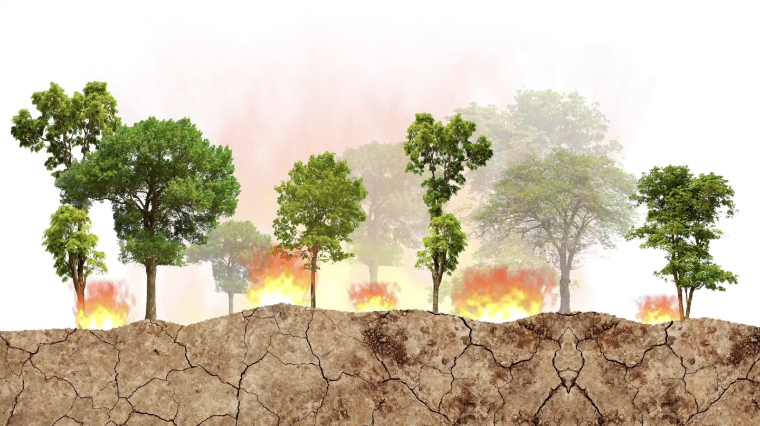 An illustration of a forest with small fires burning among the trees