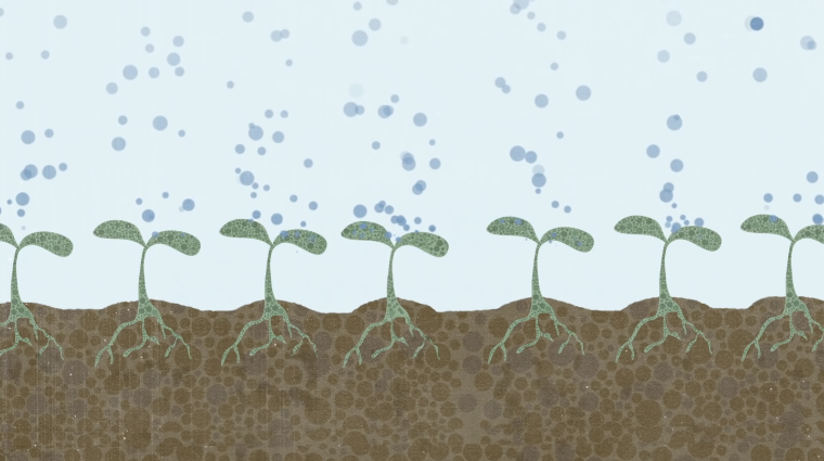 An illustration of a row of sprouts taking in carbon molecules from the air and storing the molecules in the soil