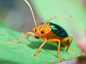 A bombardier beetle on a leaf