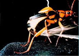 A bombardier beetle secreting chemicals to ward off an attack