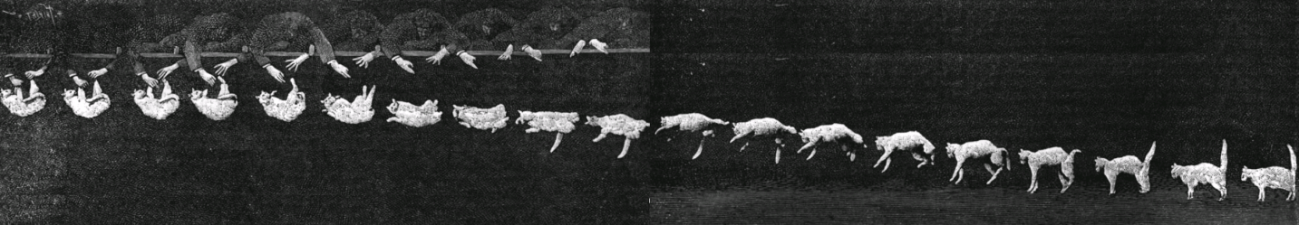 “Photographs of a Tumbling Cat,” Nature 51, 1308, 80-81, 22 November 1894.