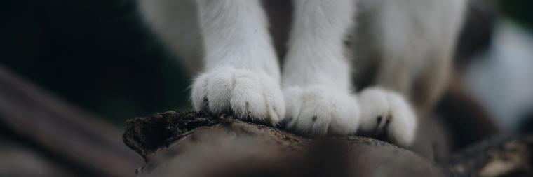 A close up of white cat paws, sitting on a tree branch