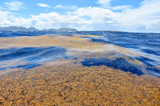 Sargassum floats near Saint Martin in the West Indies. Photo courtesy of VELY Michel.