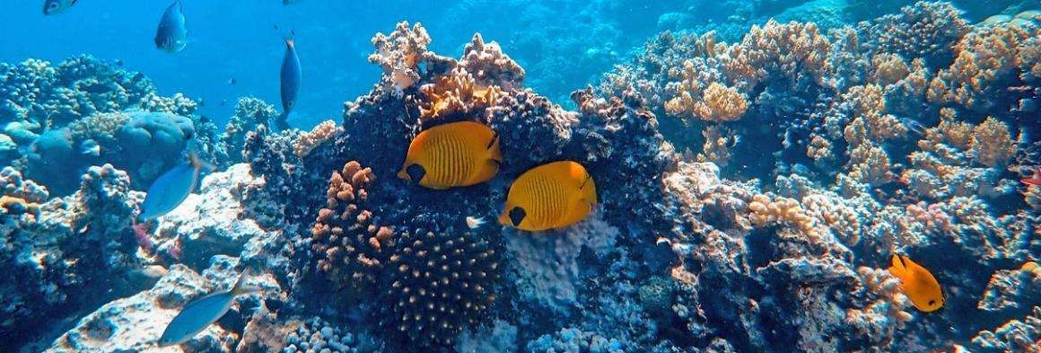 Photo of fish and coral reef.