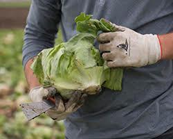 Detail image of gloved hands holding a head of lettuce.