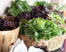 Basket of lettuce and greens.