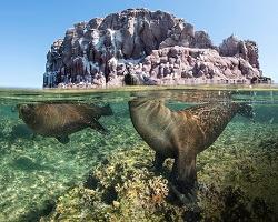 Sea lions playing in the Sea of Cortez.