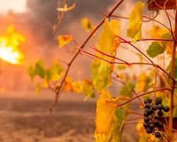 Grapevine with wildfire burning in the background.
