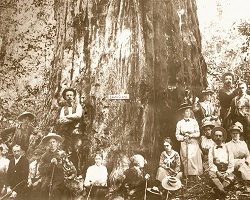 Historic image of people sitting at the base of a large redwood tree with a nameplate stating Santa Clara affixed to the trunk. 