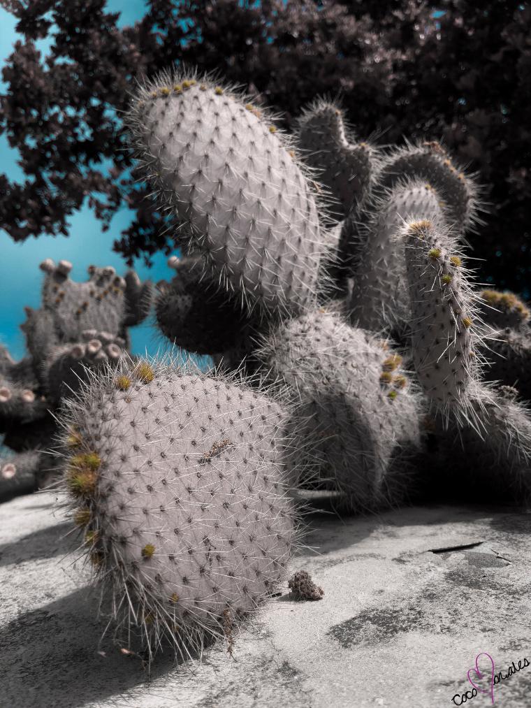 A large cactus with spiny pads in a desert landscape.