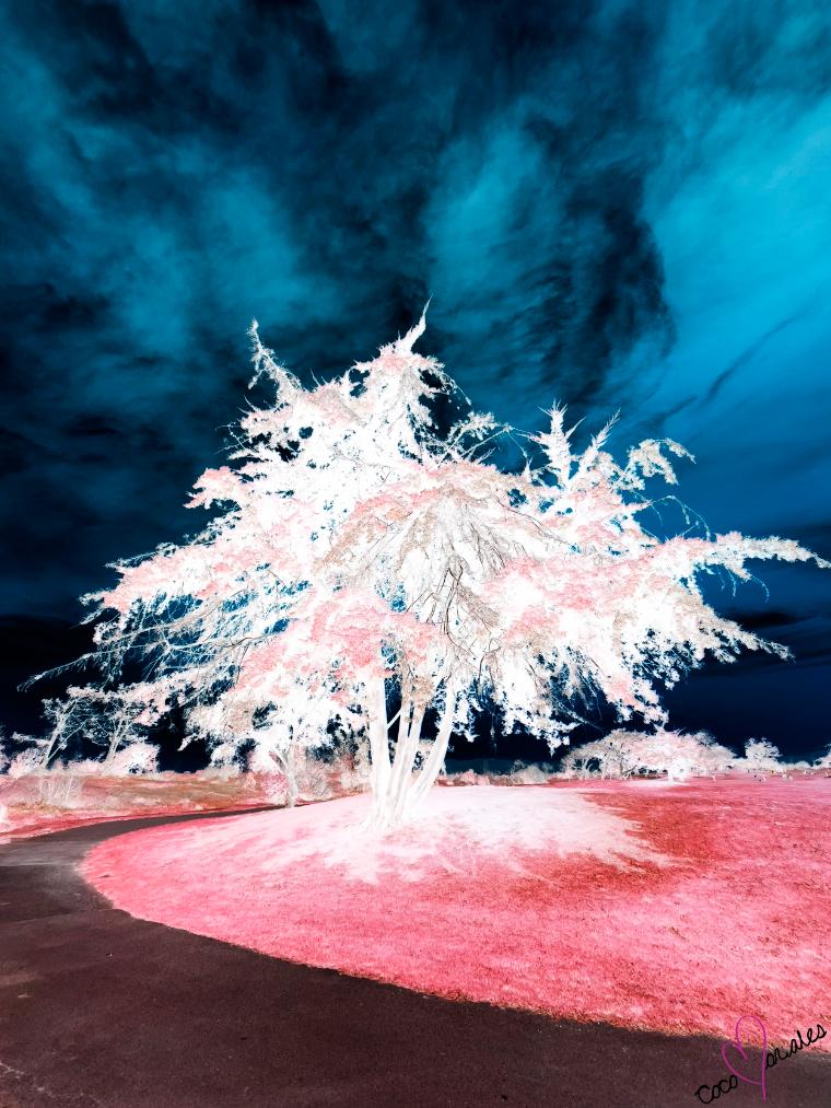 A white tree with a bright turquoise and pink background.