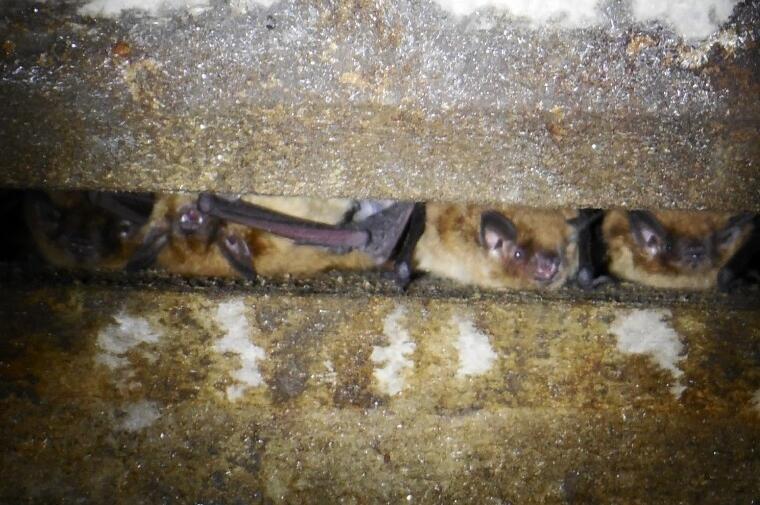 Bats are right at home in their new, carefully designed habitat.