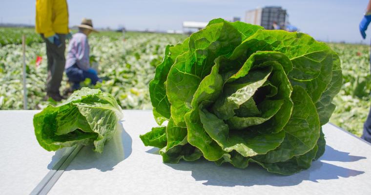 A romaine hearts vs. a full romaine head