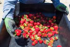 Leftover strawberries that didn't make the harvest cut