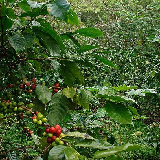 Shade-grown coffee in Nicaragua image link to story
