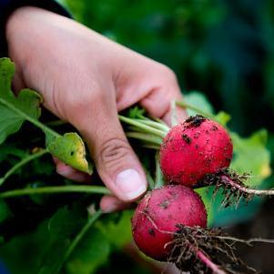 Leslie Gray urban garden image link to story