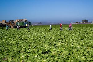 Outer romaine leaves left in the field to sell the hearts